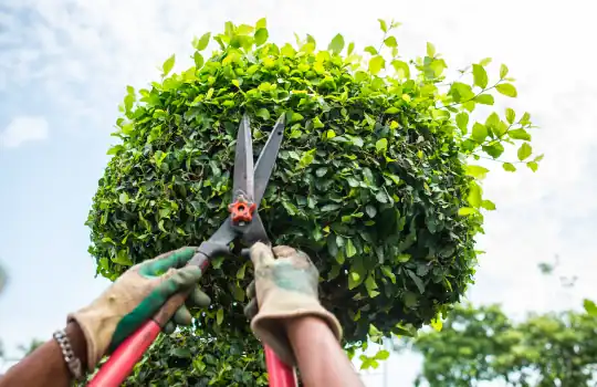 Tree Trimming