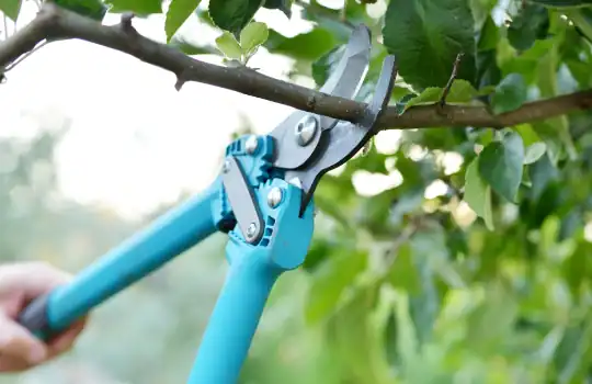 Tree Pruning