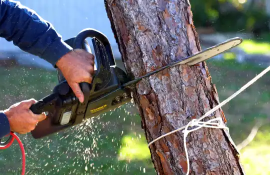 Tree Removal