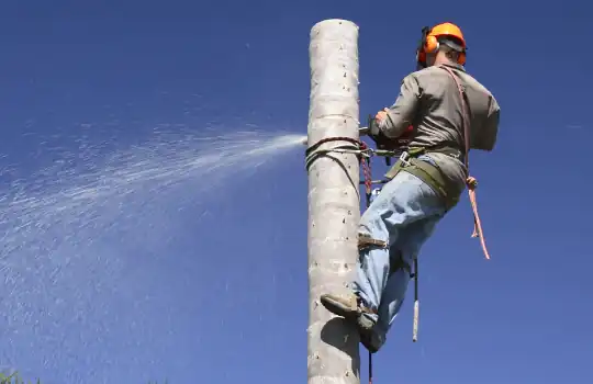 Palm Tree Removal 